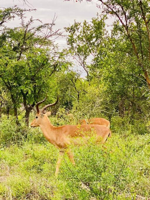 フッドスプルイトWildheart Safari - Zesty Zebraアパートメント エクステリア 写真