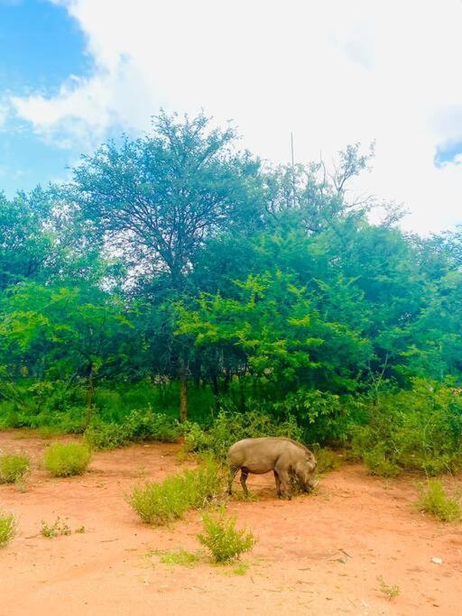フッドスプルイトWildheart Safari - Zesty Zebraアパートメント エクステリア 写真