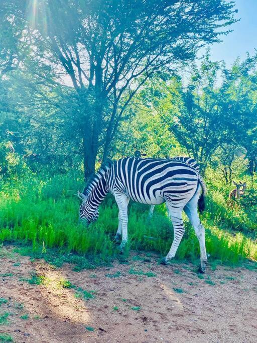 フッドスプルイトWildheart Safari - Zesty Zebraアパートメント エクステリア 写真