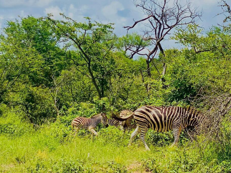 フッドスプルイトWildheart Safari - Zesty Zebraアパートメント エクステリア 写真