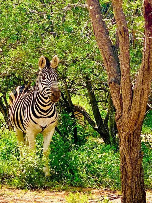 フッドスプルイトWildheart Safari - Zesty Zebraアパートメント エクステリア 写真